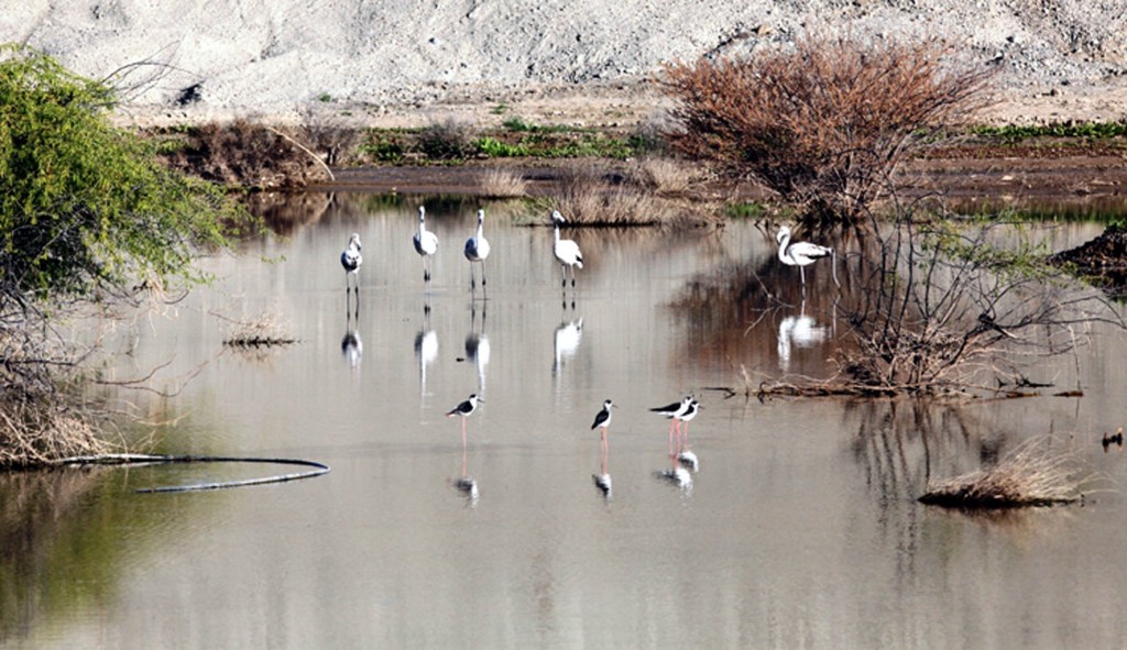 Flamingoes and Black-winged Stilts in Hatta lower dam