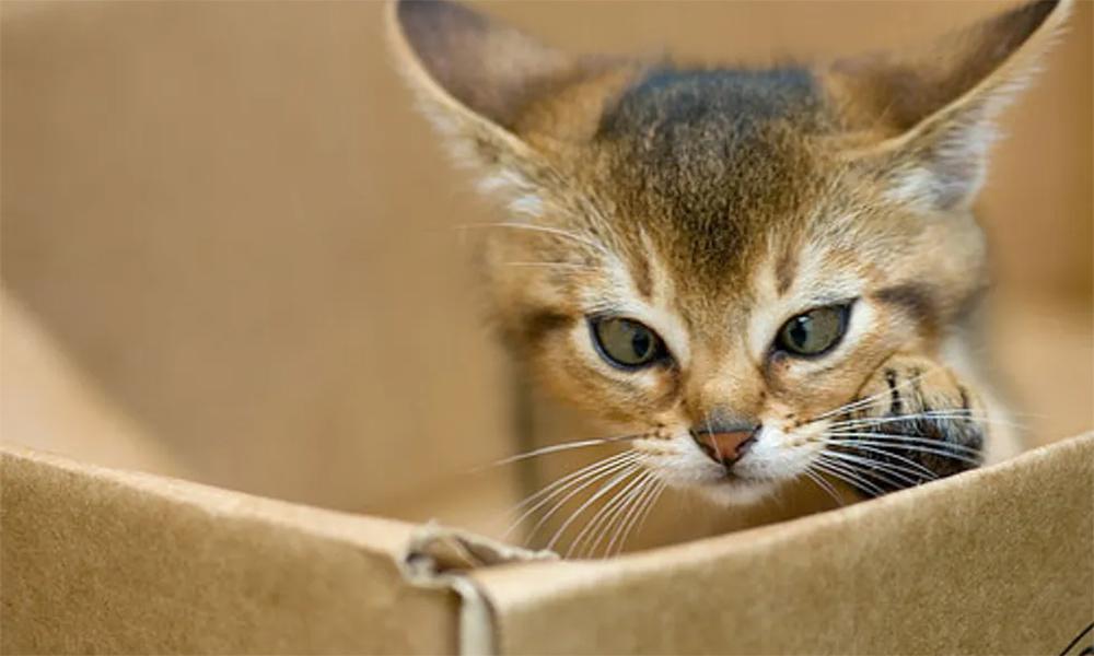 Exploring the Most Lovely Cats within the World: From Abyssinians to Persian Posh