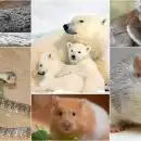 ഇവയാണ് കുഞ്ഞുങ്ങളെ തിന്നുന്ന മൃഗങ്ങൾ