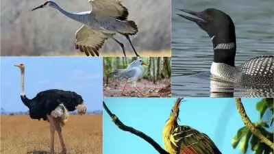 കാലത്തെ അതിജീവിച്ച പുരാതന പക്ഷി വര്‍ഗ്ഗങ്ങള്‍