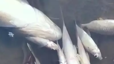 പാലക്കാട് മീനുകൾ കൂട്ടത്തോടെ ചത്തുപൊങ്ങി