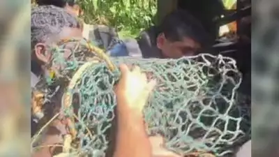 വയനാട്ടില്‍ ജനവാസ മേഖലയിലിറങ്ങിയ പുലി ചത്തു