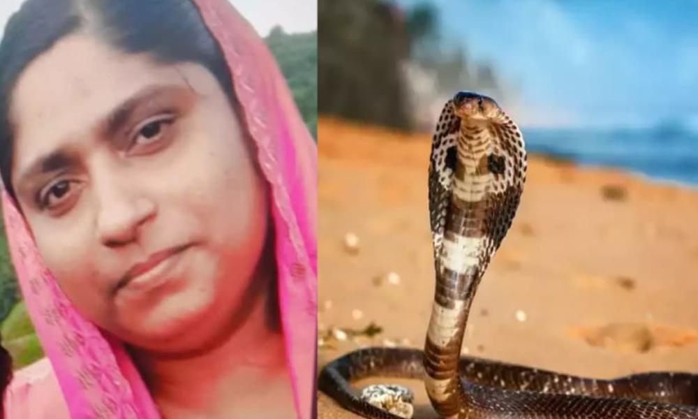 കായംകുളത്ത് പാമ്പ് കടിയേറ്റ് മരിച്ച സെലീനയ്ക്ക് ആന്റിവെനം നല്‍കിയില്ല; ആരോപണവുമായി ബന്ധുക്കള്‍