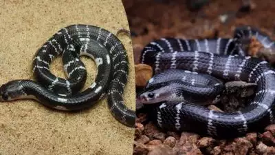 കോഴിക്കോട് വീടിനുള്ളില്‍ അഞ്ച് പാമ്പുകളെ കണ്ടെത്തി