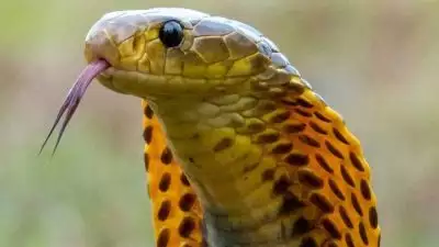 ചൂടുകാലമാണ്, പാമ്പുകൾ വീടിനുള്ളിൽ എത്തും; ഈ കാര്യങ്ങൾ ശ്രദ്ധിച്ചില്ലെങ്കിൽ