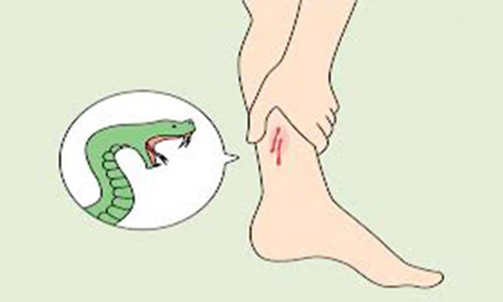 തണുപ്പുതേടി പാന്പുകളെത്തും;
ജാഗ്രത വേണം