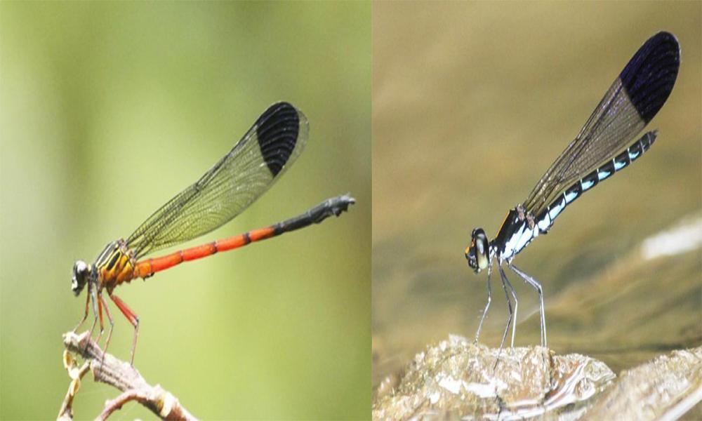 പശ്ചിമഘട്ടത്തിലെ തുമ്പിവര്‍ഗങ്ങളില്‍ 35 ശതമാനത്തെ കാണാനില്ലെന്ന് പഠനം