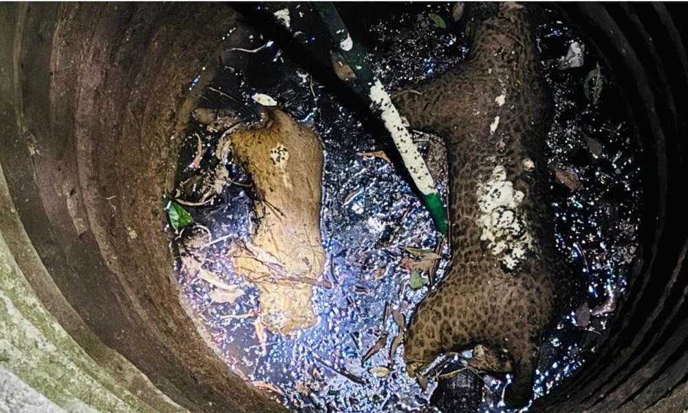 ഉപയോഗ്യ ശൂന്യമായ കിണറ്റില്‍ പുള്ളിപ്പുലിയുടേയും കാട്ടുപന്നിയുടേയും ജഡം കണ്ടെത്തി