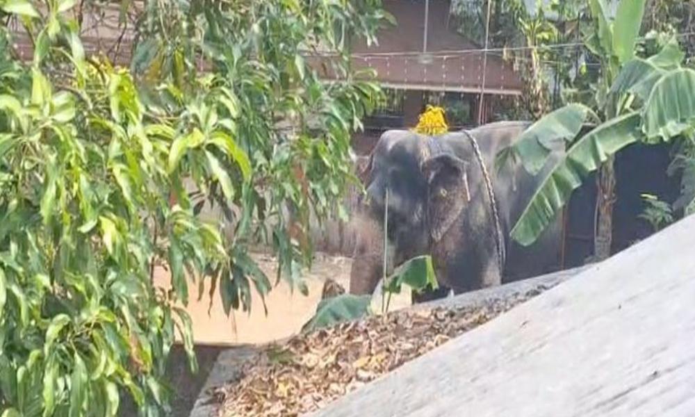 അങ്കമാലി കിടങ്ങൂരില്‍ വിരണ്ടോടിയ ആനയുടെ ചവിട്ടേറ്റ് ഒരാള്‍ മരിച്ചു; രണ്ടാം പാപ്പാന് ഗുരുതര പരുക്ക്