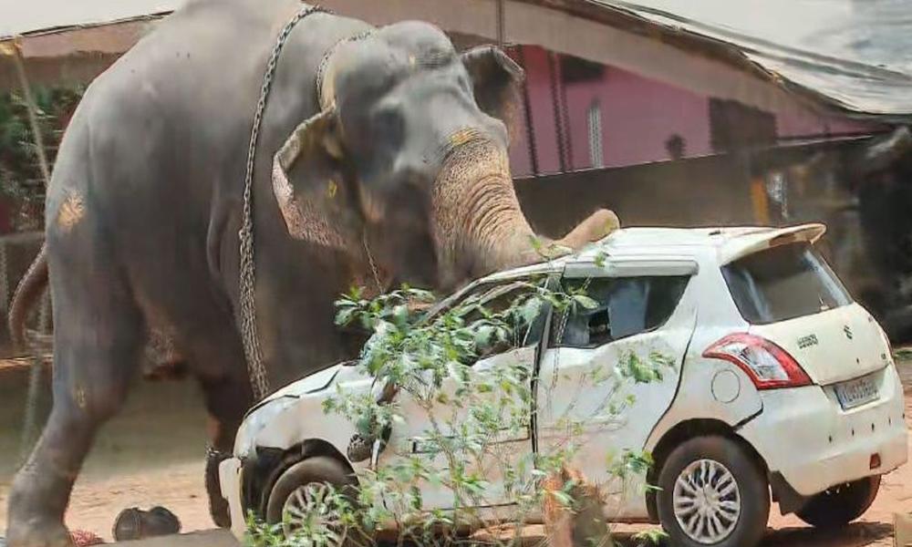 അങ്കമാലിയില്‍ വിരണ്ടോടിയ ആനയെ മയക്കുവെടിവച്ചു; അരമണിക്കൂറിനുള്ളില്‍ ആന ശാന്തനാകുമെന്ന് ഡോക്ടര്‍മാര്‍