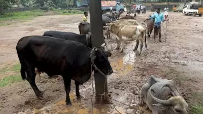 കാലികളെ എത്തിക്കുന്നതിന് ചെലവേറി; നാല് ജില്ലകളിലെ ഇറച്ചിക്കടകള്‍ രണ്ട് ദിവസം അടച്ചിടും