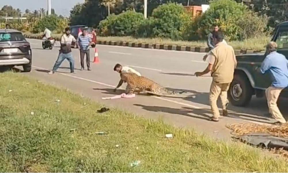 കാറിടിച്ച് പരുക്കേറ്റ പുലി ആക്രമിച്ചു; വനംവകുപ്പ് ഉദ്യോഗസ്ഥന് രക്ഷപ്പെട്ടത് തലനാരിഴക്ക്